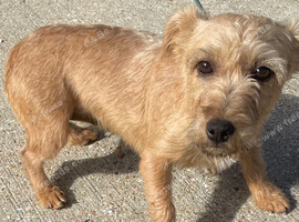 Border terrier