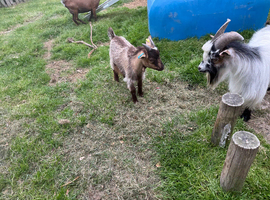 Pygmy goat