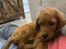cockapoo for sale