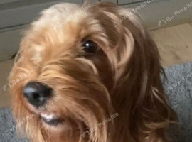 Golden F1 Cockapoo female