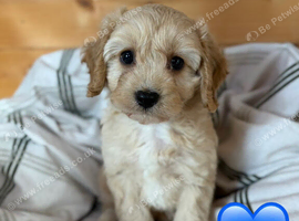 Cavapoo