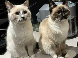 &pound;200 ragdoll cats 14 months old