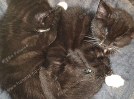 Kittens