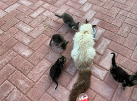 4 beautiful kitten