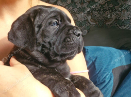 Full pedigree!!! Huge Cane Corso pups