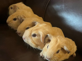 Baby guinea pigs
