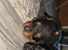 Border collie cross german shepherd Rottweiler