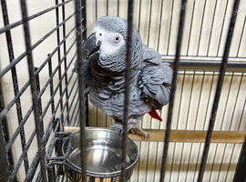 African grey female