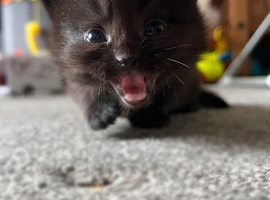 Mainecoon mixed kittens