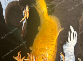 Two koi for Sale