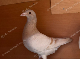 FEMALE PIGEONS FOR SALE