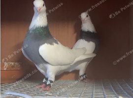Breeding Pair Blue Iranian Toghies For Sale