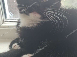 Tuxedo kitten