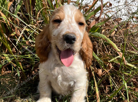 Show type cocker spaniel puppies