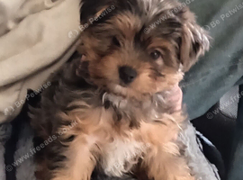 Merle boy and a black and tan biewer yorkie