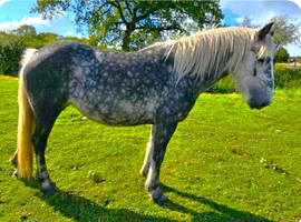 Irish draught x cob mare 6 year old