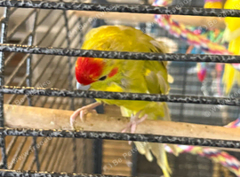 2 Baby Kakarikis