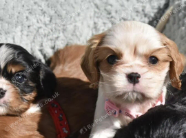 Health Tested- Cavalier King Charles Spaniel