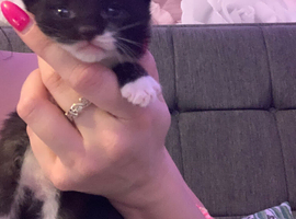 2 Kittens