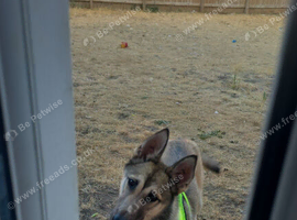 Moxy needs a home asap