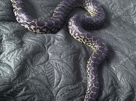 Boas need a home