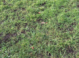 Small paddock