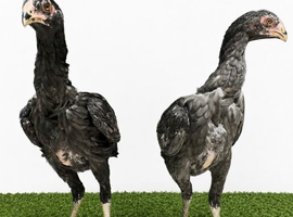 Blue O shamo chicks