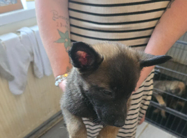 Belgian malinois