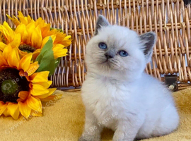 OUTSTANDING PURE BRED BSH TEDDY BEARS (READY 17TH OCTOBER)