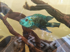 Electric Blue Jack Dempsey