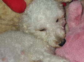 Full Poodles