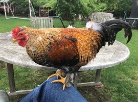 Hand reared cockerel
