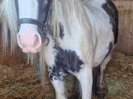 Beautiful heavy cob mare