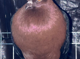 Breeding pair of Archangel pigeons