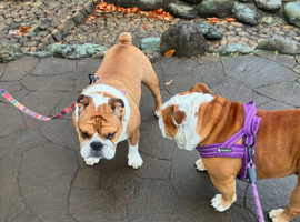 Ronnie And Reggie 2 Years Old