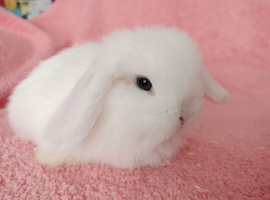 Baby mini lops for sale