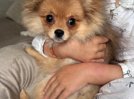 Beautiful cream sable female Pomeranian