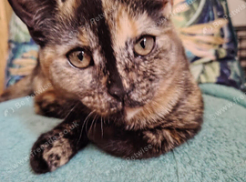 Mixed Breed female kitten Looking for a new home