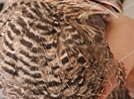 Jumbo quail