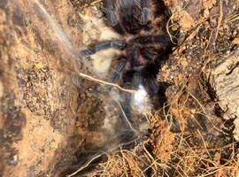 Phormictopus sp. &ldquo;Green/Gold