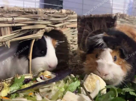 2 Guinea Pig 1 year old both male