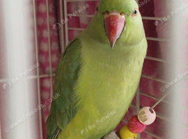 Indian ringneck