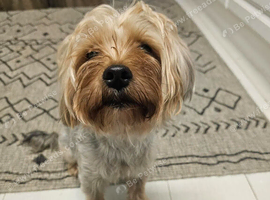 Male pure Yorkshire terrier
