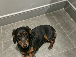 Black and tan long haired female dachshund