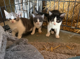 Beautiful kittens