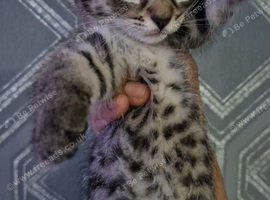 Tabby kittens