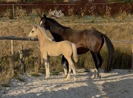 Stunning Filly Foal Warmblood x Cob Mature 16hh+ available at weaning