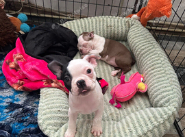 Female boston terrier