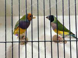 Gouldian Finch