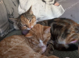 Female cats